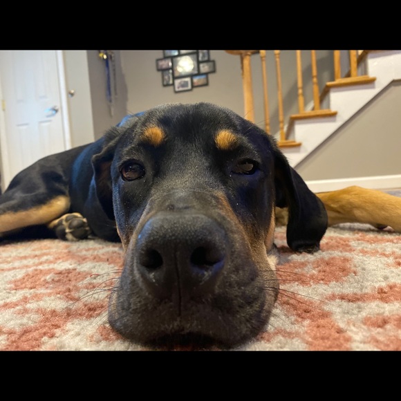 Meet your Posher, Joseph - Picture 1 of 1